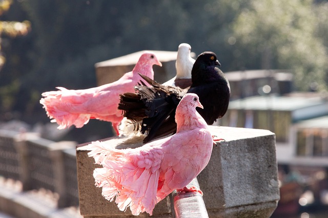 此举无疑为 此举无疑为